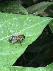 Apis mellifera