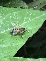 Apis mellifera