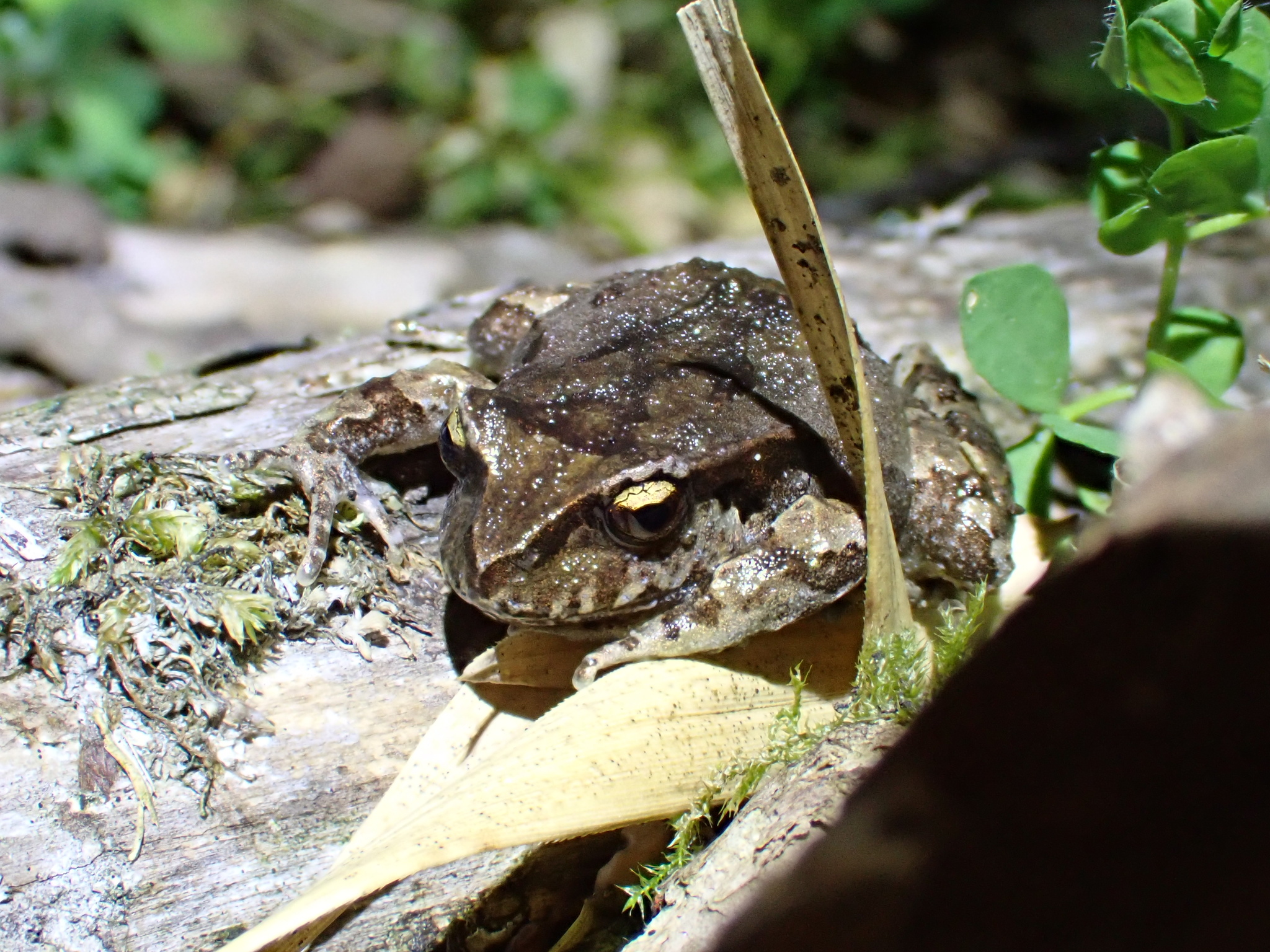 Eupsophus calcaratus (Günther, 1881)