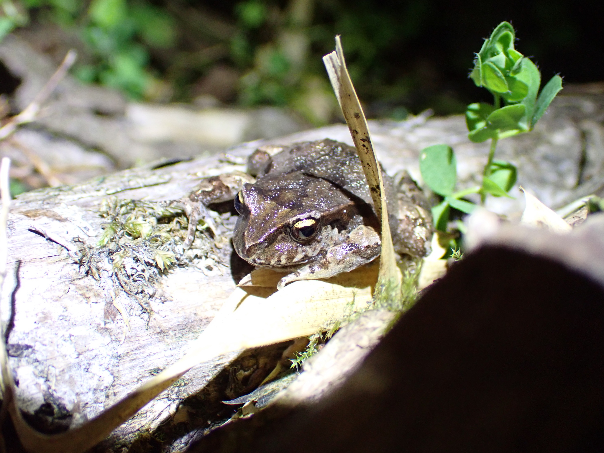 Eupsophus calcaratus (Günther, 1881)