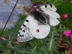 Parnassius phoebus