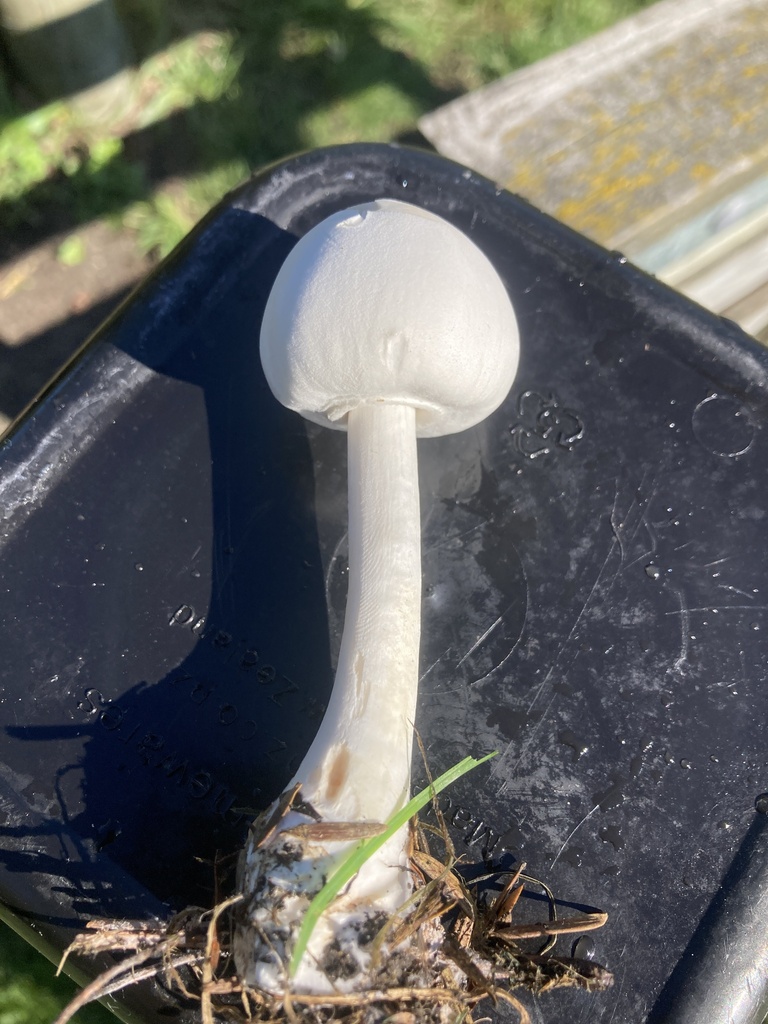 Leucocoprinus leucothites · March 2025 · photo: © leyton5 (iNaturalist, cc-by)