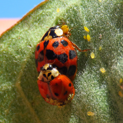 Hesperomyces virescens