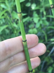 Equisetum × moorei