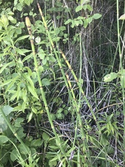 Equisetum × moorei