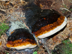 Ganoderma lucidum