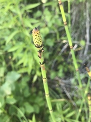 Equisetum × moorei