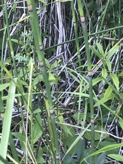 Equisetum × moorei