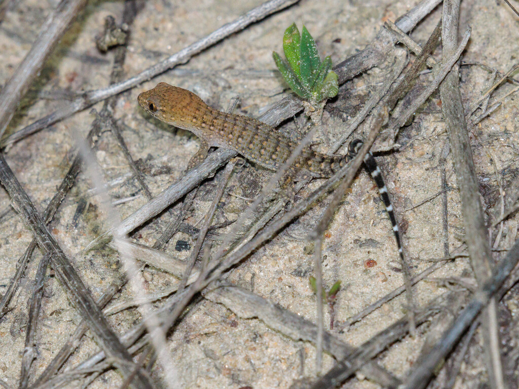 Naked-toed Gecko