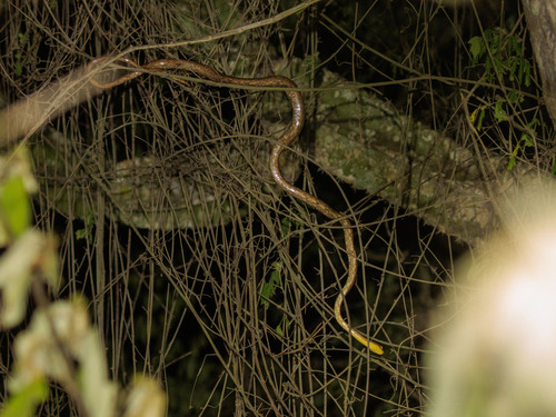 Thamnodynastes sertanejo