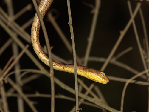 Thamnodynastes sertanejo