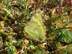 Colias philodice eriphyle