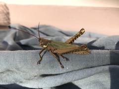 Coryacris angustipennis