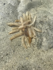 Doryteuthis pealeii