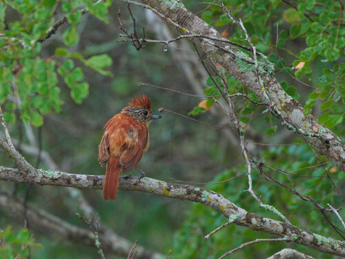 Barred Antshrike (Caatinga)