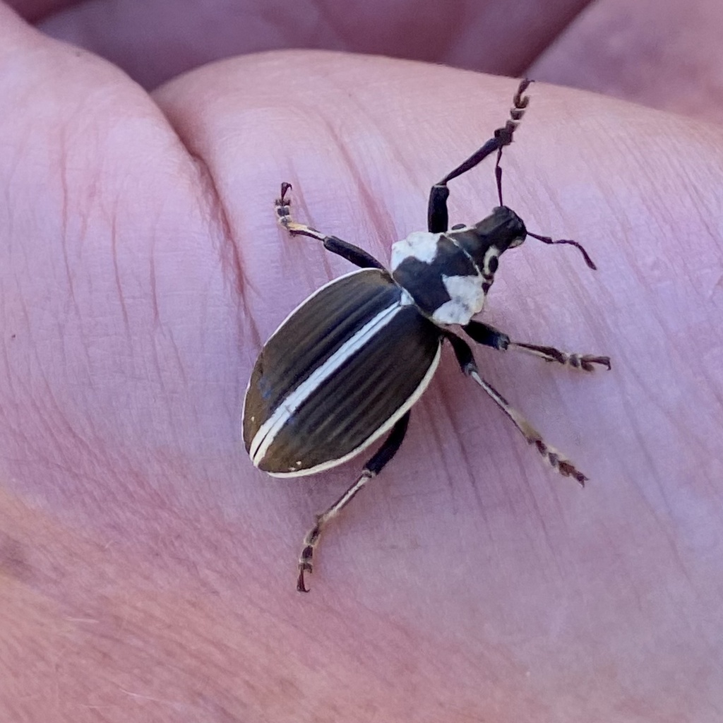 Caneorhinus biangulatus