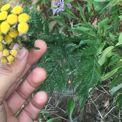Tanacetum vulgare