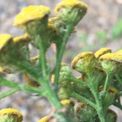 Tanacetum vulgare