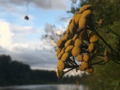 Tanacetum vulgare