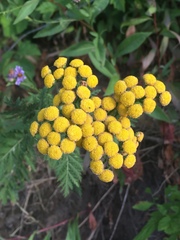 Tanacetum vulgare