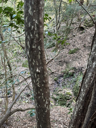 Litsea coreana