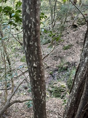 Litsea coreana