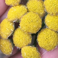 Tanacetum vulgare