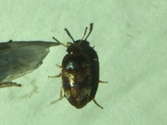 Litargus balteatus