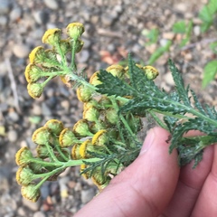 Tanacetum vulgare