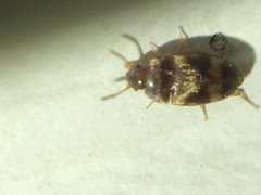 Litargus balteatus