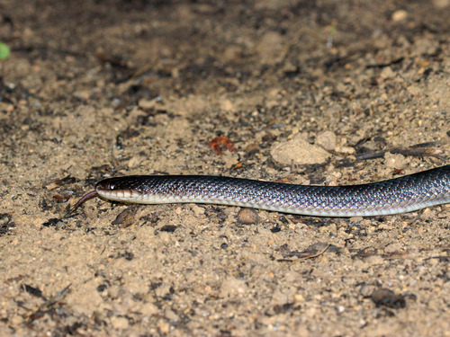 Boiruna sertaneja