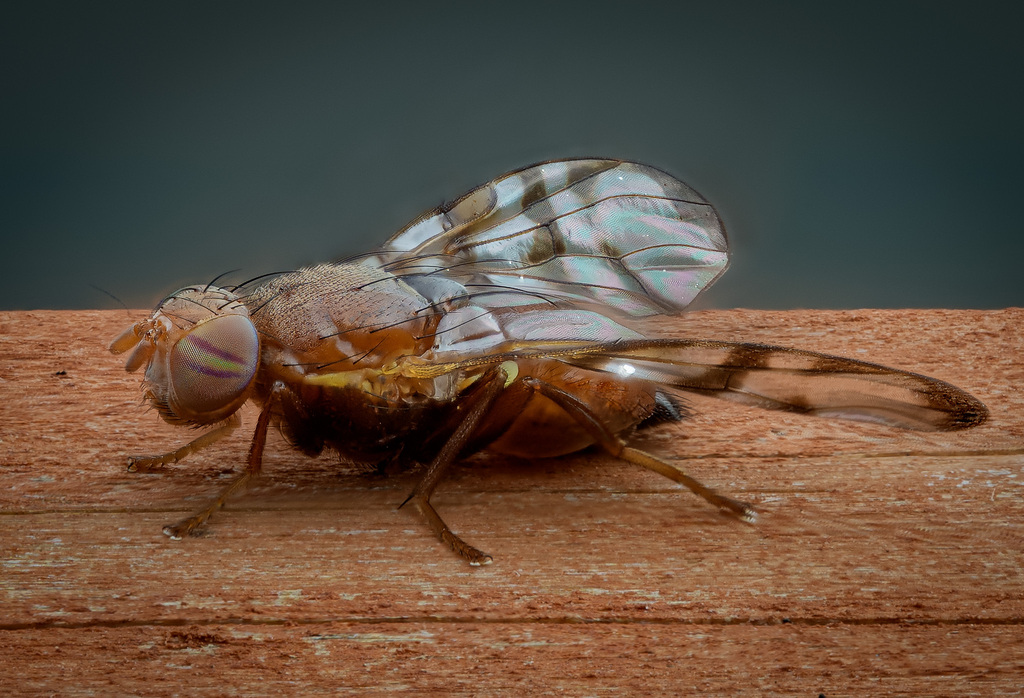 Chetostoma californicum