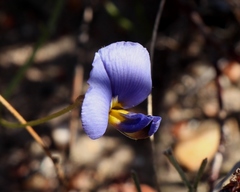 Lotononis filiformis