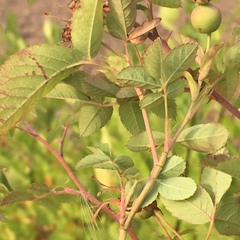 Rosa