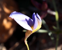 Lotononis filiformis