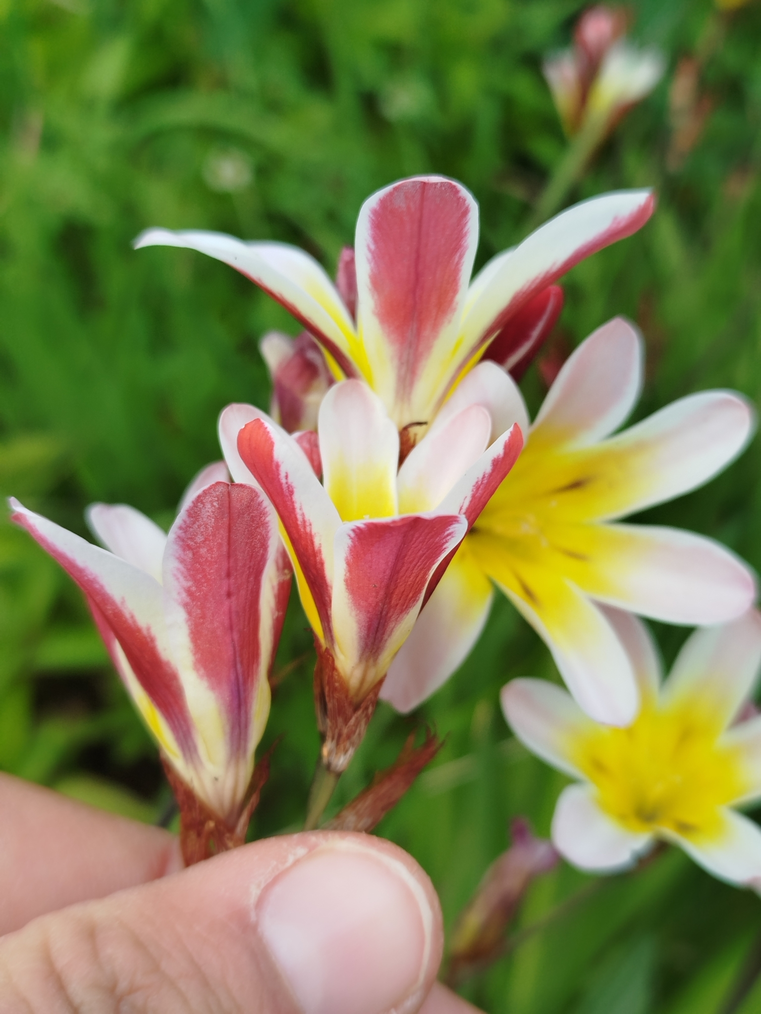 Harlequin flower