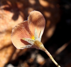 Lotononis filiformis