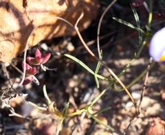 Lotononis filiformis