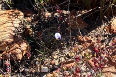 Lotononis filiformis