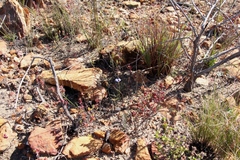 Lotononis filiformis