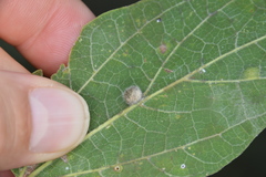 Celticecis pubescens