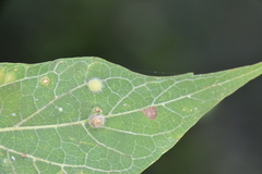 Celticecis pubescens