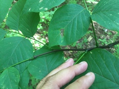 Cladrastis kentukea