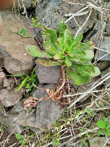 Image of Aeonium glutinosum by (c) Ben Costamagna, some rights reserved (CC BY)
