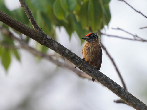 Ochraceous Piculet (Picumnus limae), photo 4