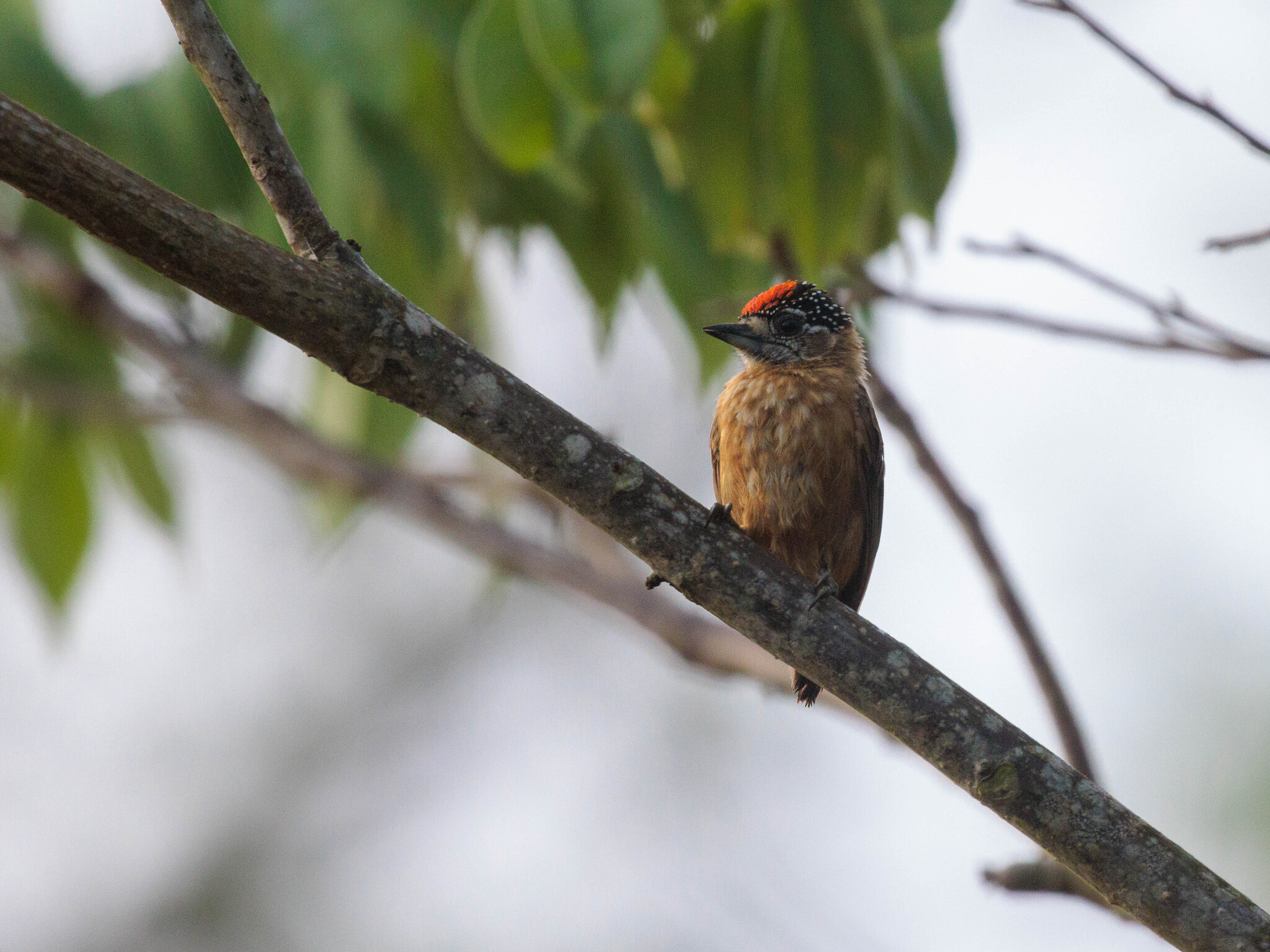 Ochraceous Piculet (Picumnus limae), photo 4