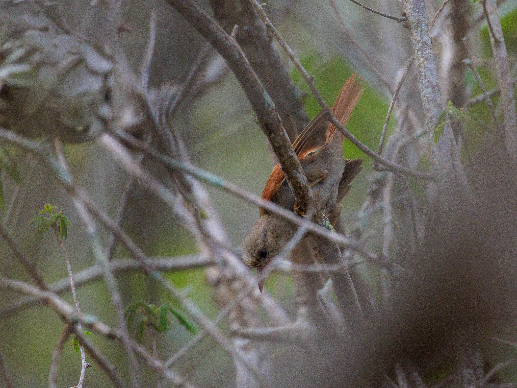 Grey-headed Spinetail (Cranioleuca semicinerea), photo 2