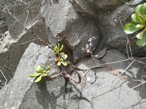 Image of Aeonium glutinosum by (c) Ben Costamagna, some rights reserved (CC BY)