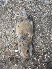 Thomomys monticola
