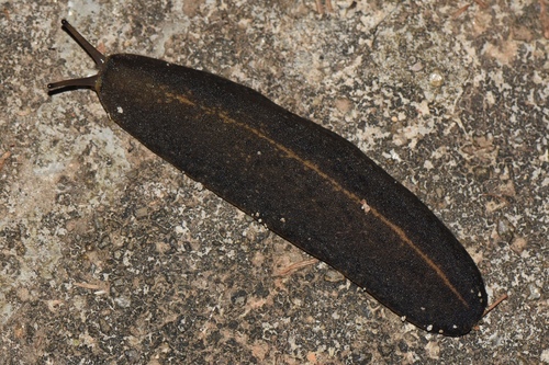 Tropical Leatherleaf Slug